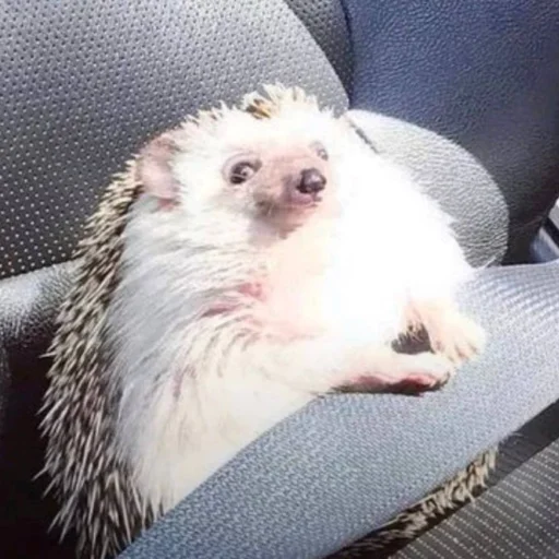 Стикер Hedgehogs
