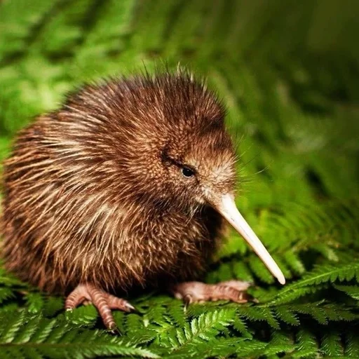 Стикер Киви