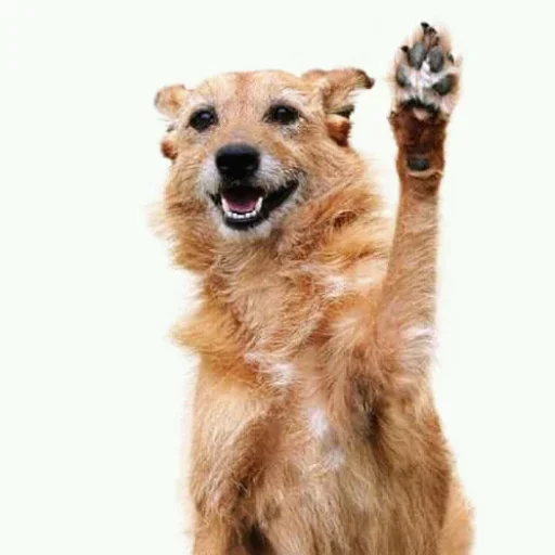 Стикер Iam Groot