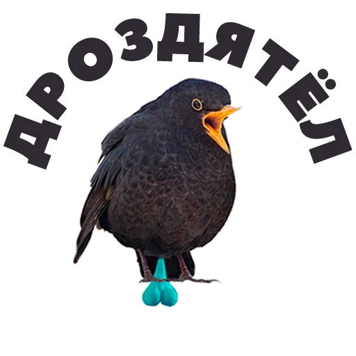 Набор стикеров