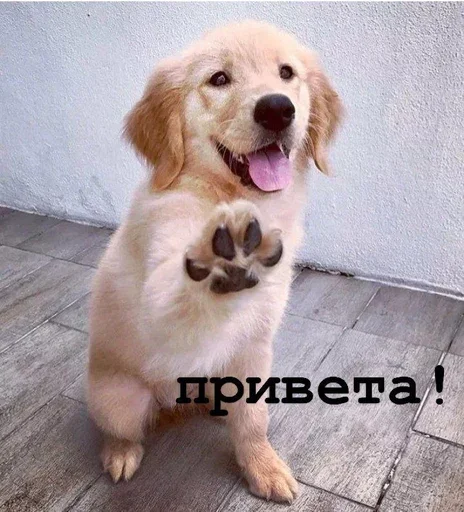 Стикер Golden retriever forever!