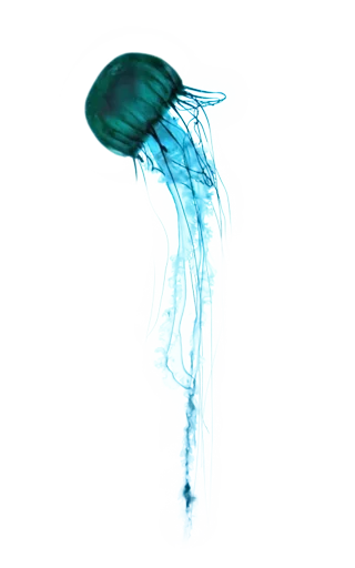 Стикер Jellyfish