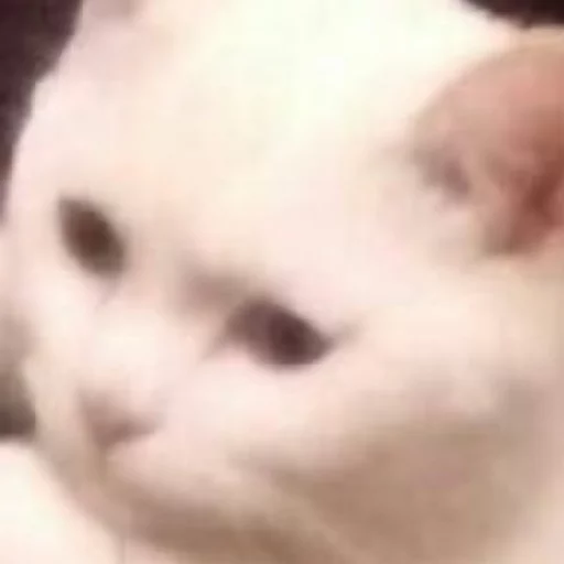 Стикер JiBotnbie (животные)