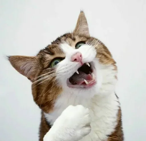 Стикер Just Cats