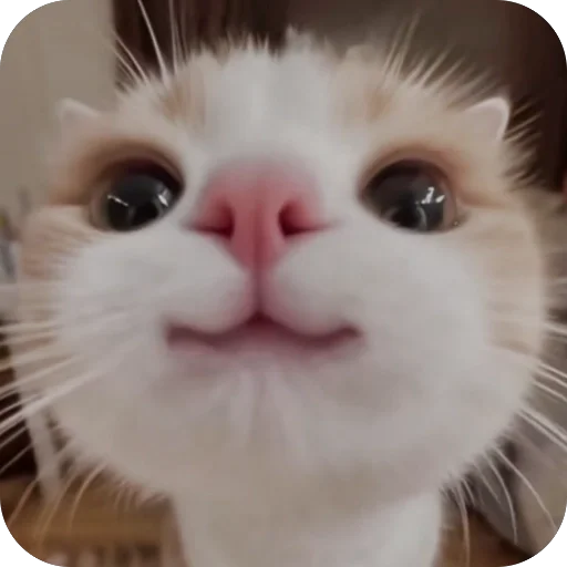 Стикер КОТИКИ