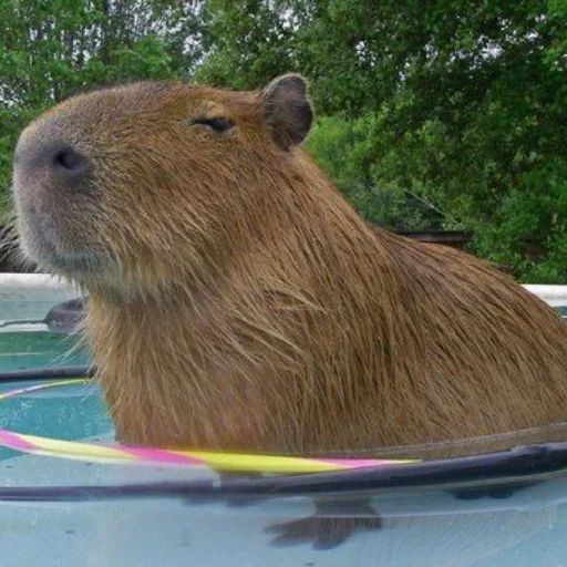 Стикер Капибара