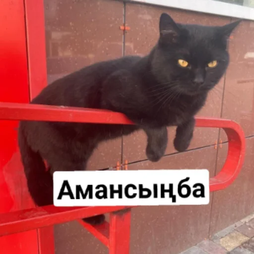 Стикер Бірінші пак