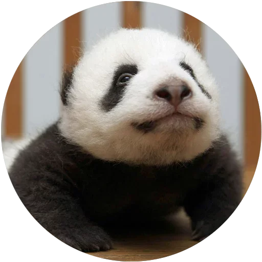 Стикер Kids Animals