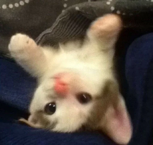 Стикер Котики