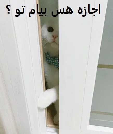 Стикер Kittens