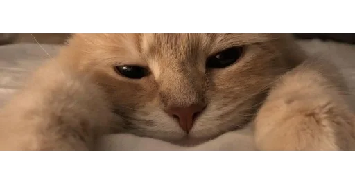 Стикер kittens