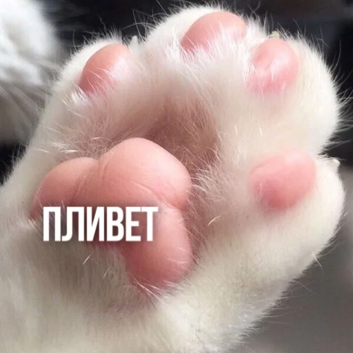 Стикер Kittydogs