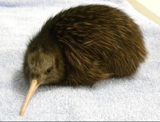 Стикер птички киви