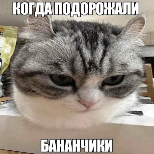 Стикер Komaru
