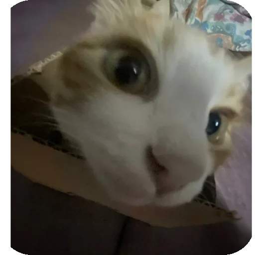 Стикер Kоshka Lisa