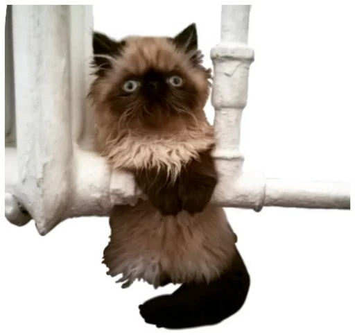 Стикер Kitty