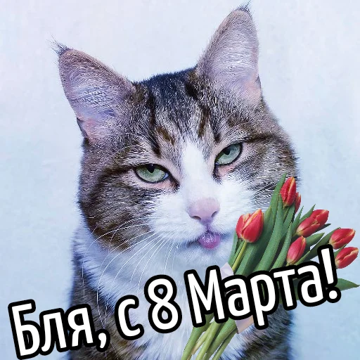 Стикер Кот "Бля" ?