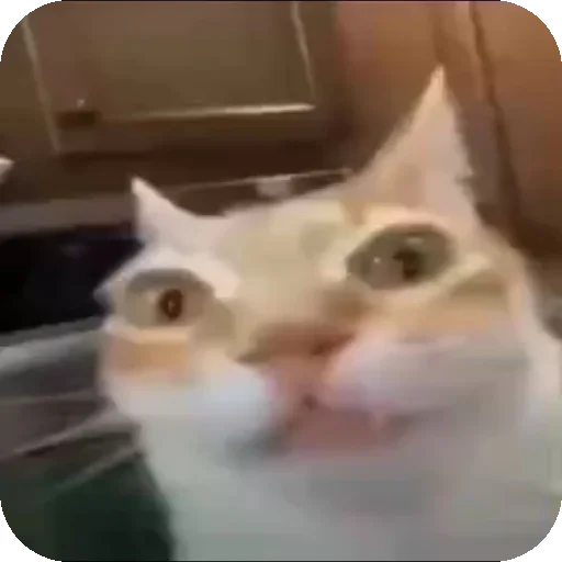 Стикер Кот Нормас