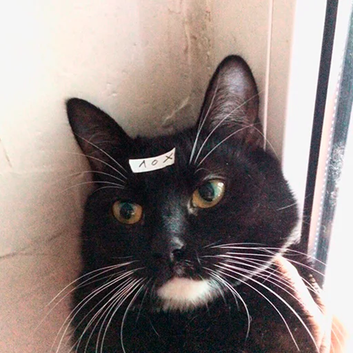 Стикер Kotiashi