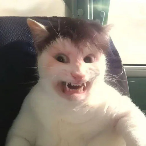 Стикер Котики