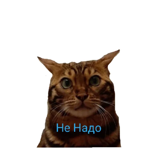 Стикер Котик лексус