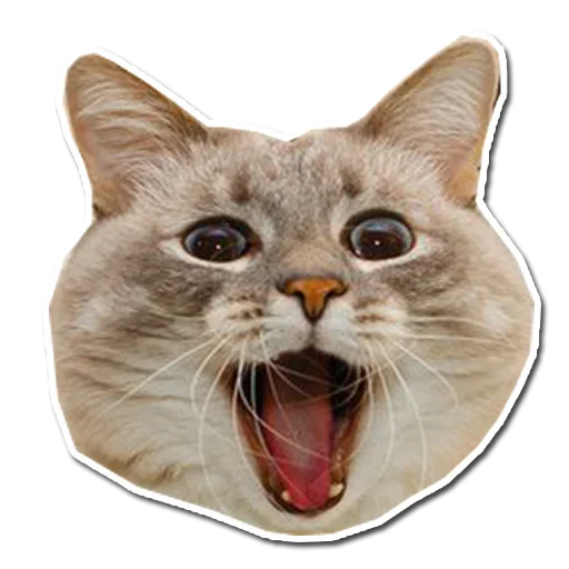 Стикер Котончик