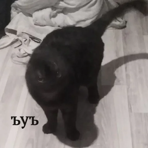 Стикер Kott_ssbornik2