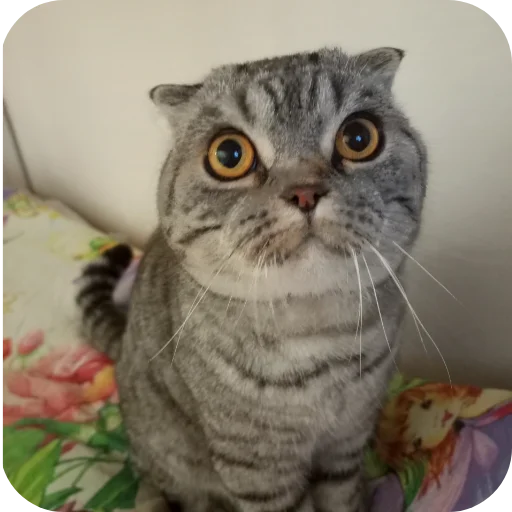 Стикер Коты