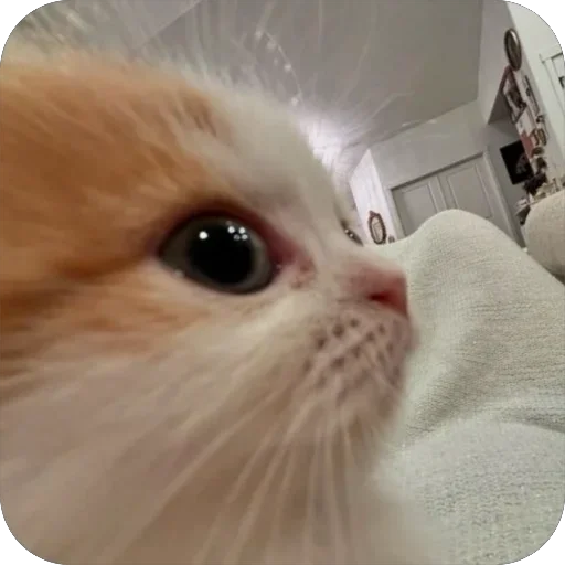 Стикер котячьи пикчи