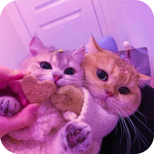 Стикер Котята