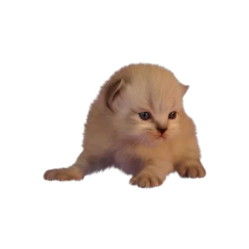 Стикер Котенки