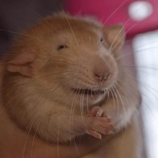 Стикер Крыски для переписки