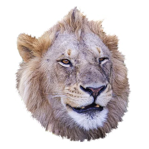 Стикер Lion life