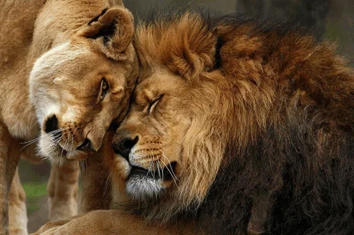 Стикер Lions