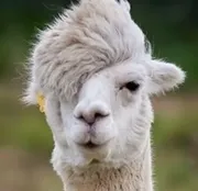 Стикер Llama Drama