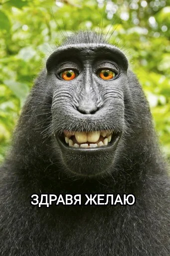 Стикер Funny animals - Loinyre