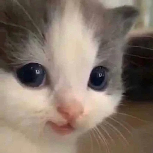 Стикер Funny Animals 3