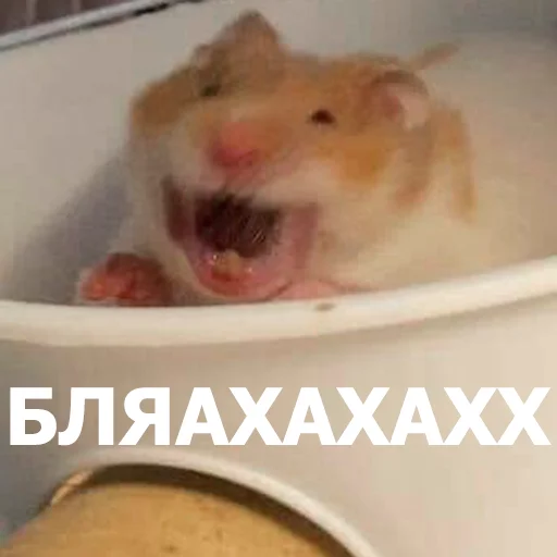 Стикер Funny Animals 4