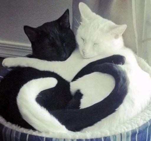 Стикер Love cats