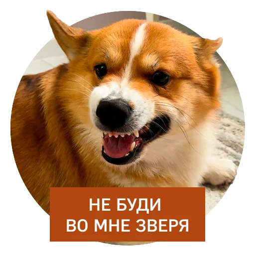 Набор стикеров