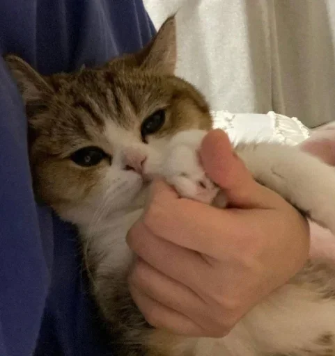 Стикер Miu
