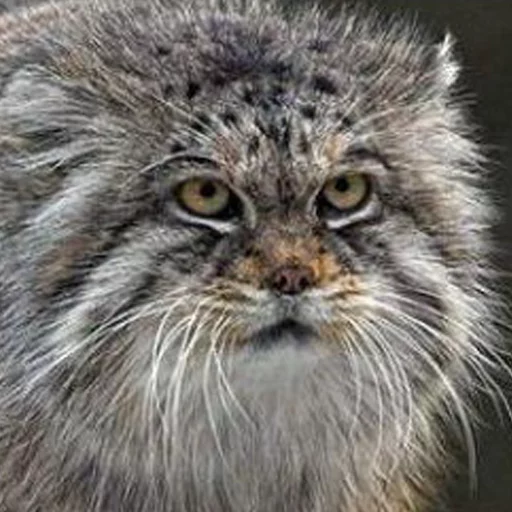 Стикер Manul