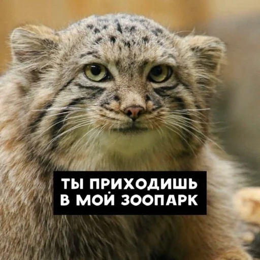 Стикер Manul