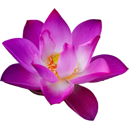 Стикер 8 Марта -