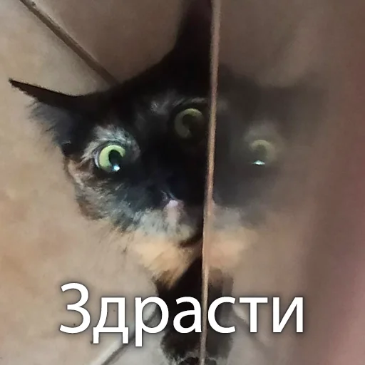 Стикер Кошки