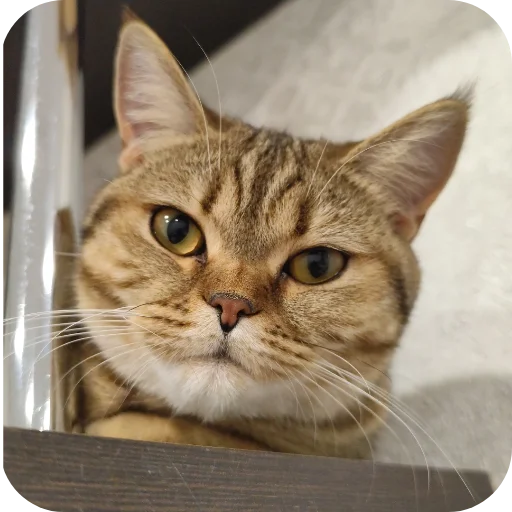 Стикер Котики