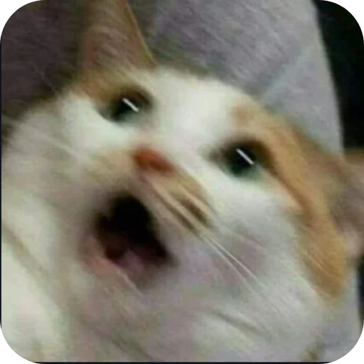 Стикер Meow fun