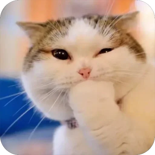 Стикер Meow Peow