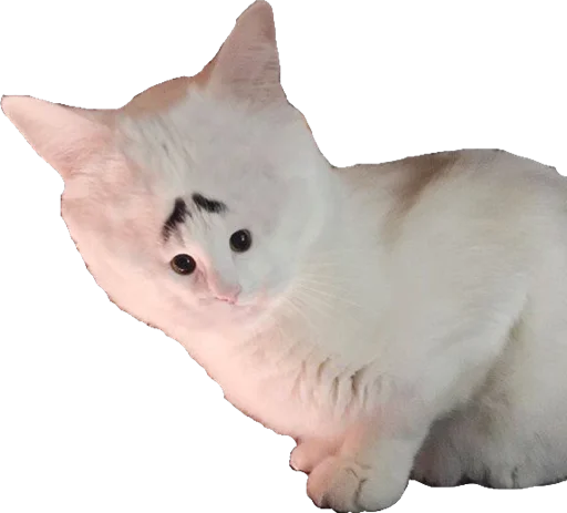 Стикер Мяу Please