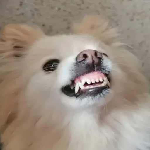 Стикер пёс мичик